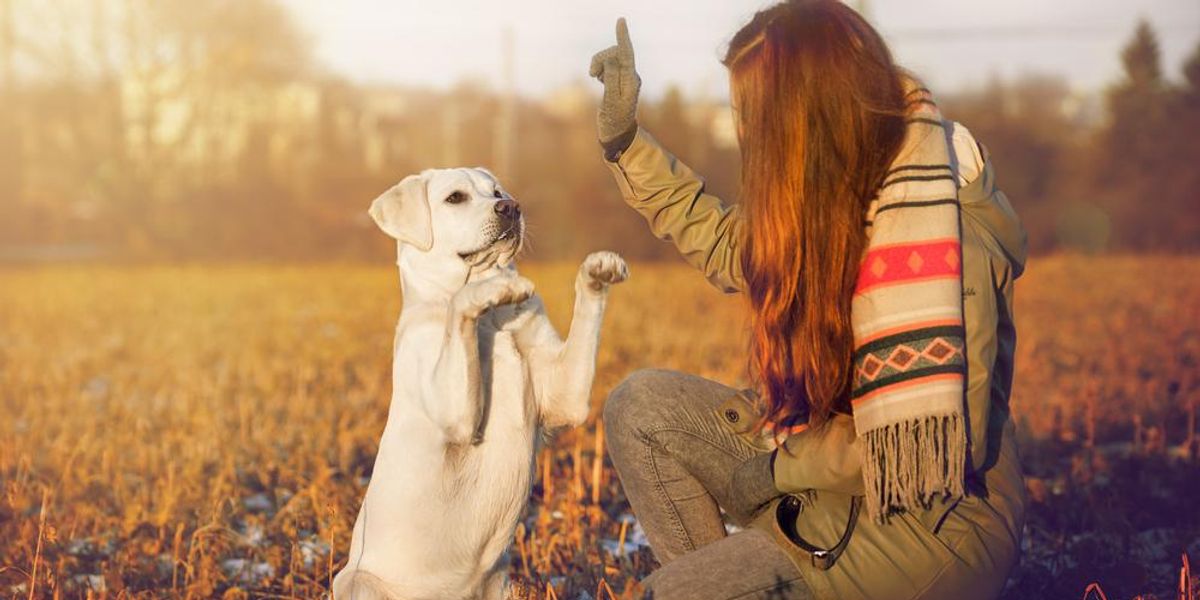 Fehér labrador retriever kutyét képező nő a szabadban