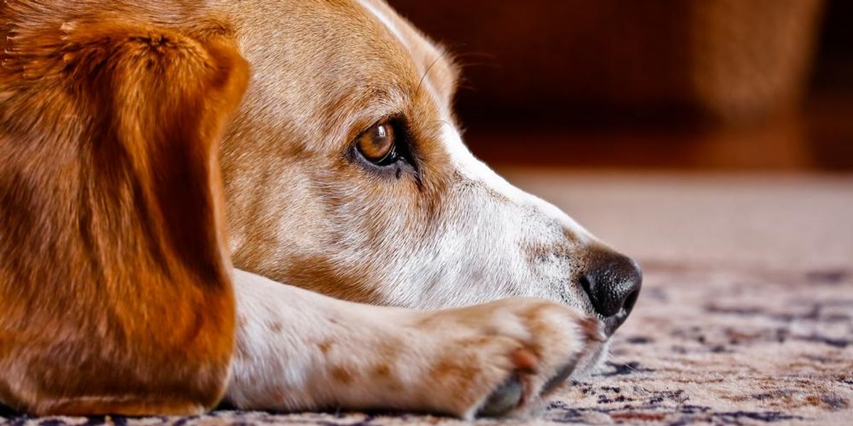 Szőnyegen fekvő Beagle