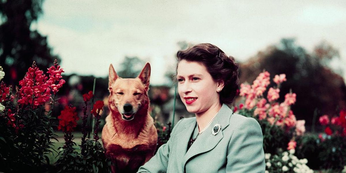 II. Erzsébet királynő és a kutyája a virágos kertben állnak