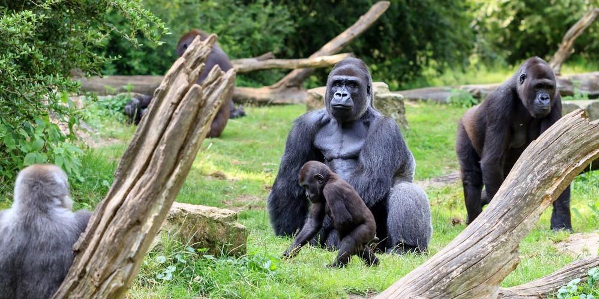 Gorillák egy állatkertben