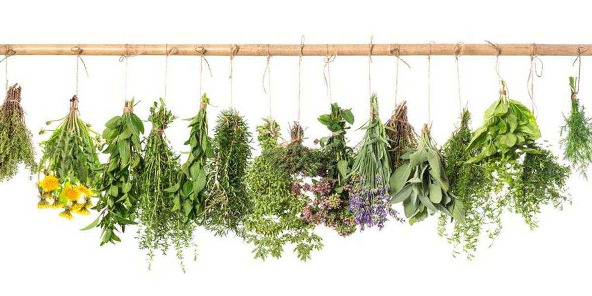 Friss fűszernövények lógnak fehér háttér előtt: Bazsalikom, rozmaring, zsálya, kakukkfű, menta, oregánó, kapor, majoránna, levendula, pitypang.
