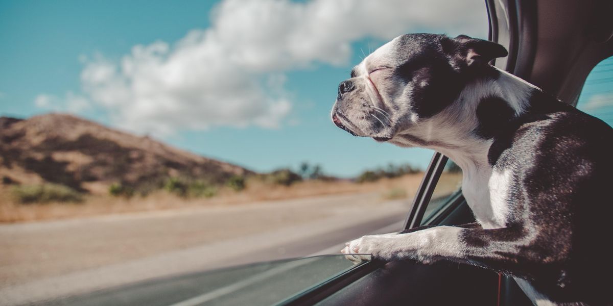 Boston Terrier kutya szagol ki a kocsi ablakból