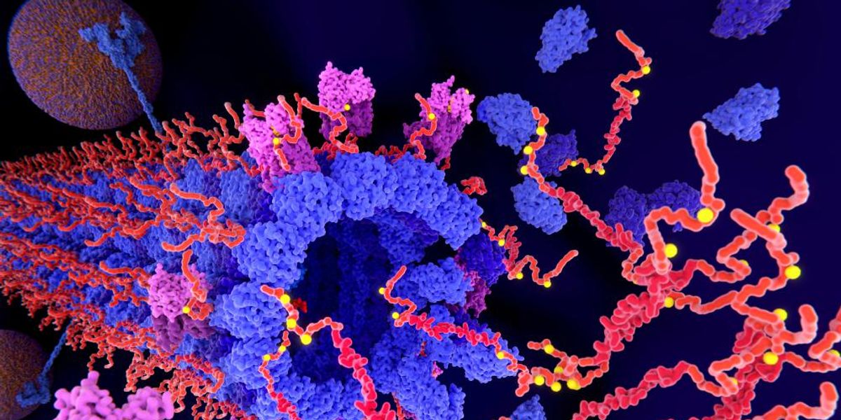 Alzheimer: A Tau-fehérjék (piros-narancs) kinázok (lila) általi kóros foszforilációja (sárga) az axonban lévő mikrotubulusok széteséséhez és a tau-fehérjék aggregációjához vezet