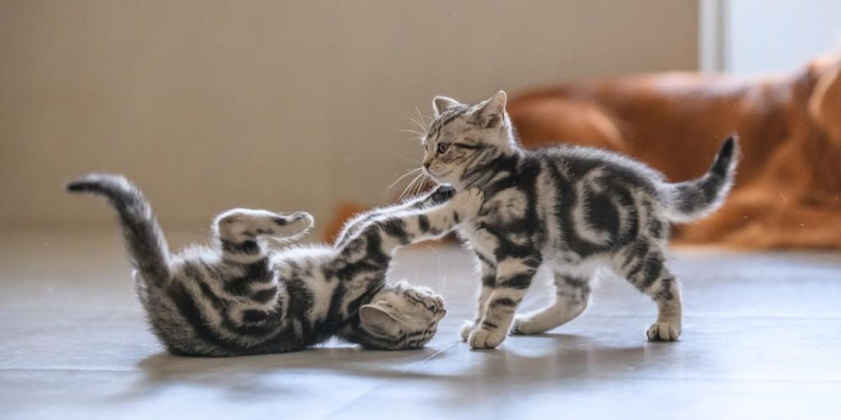 Két verekedő macska