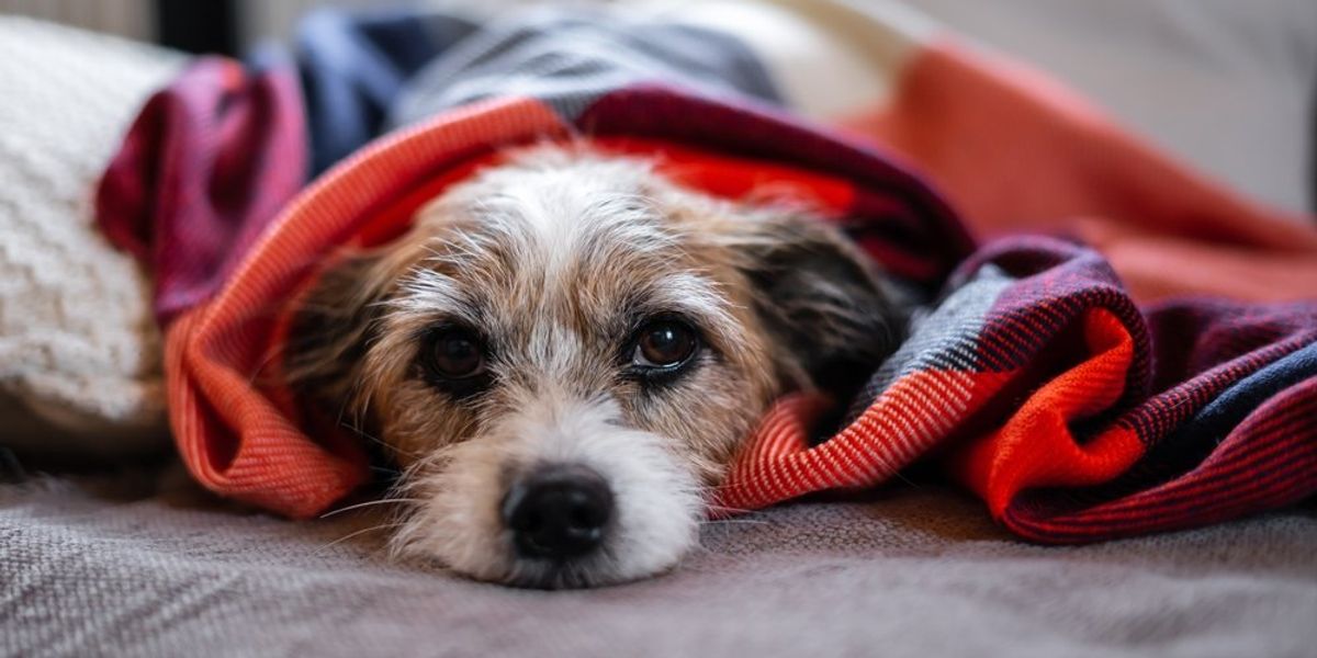 5 dolog, amit tudnod kell kutya örökbefogadás előtt