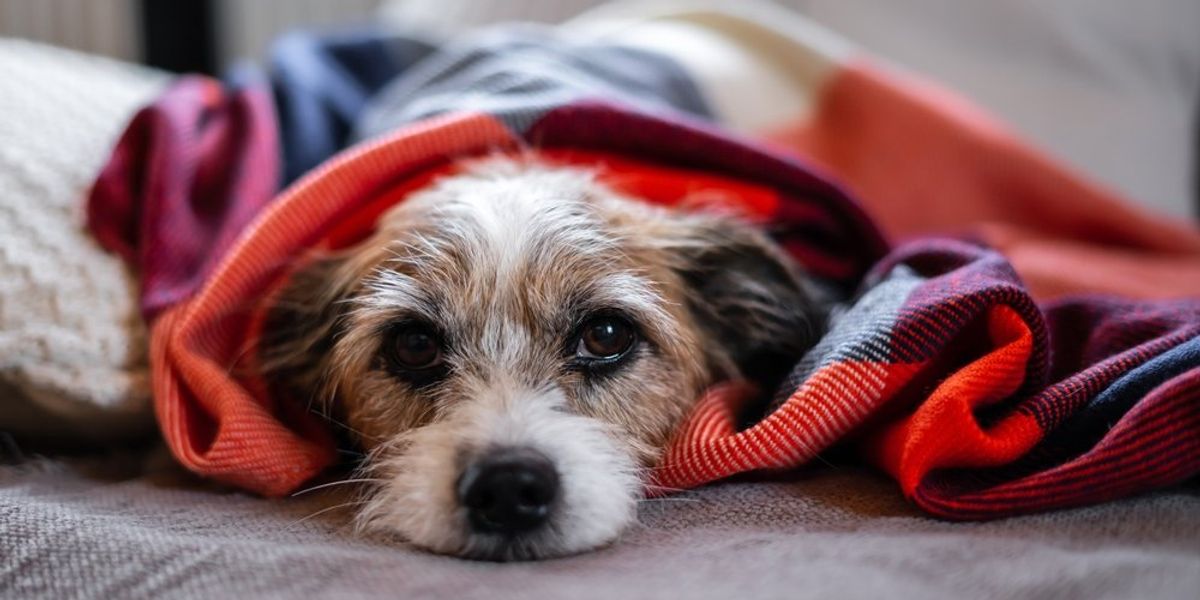 Egy kis Jack Russel kutya fekszik takaróba burkolózva