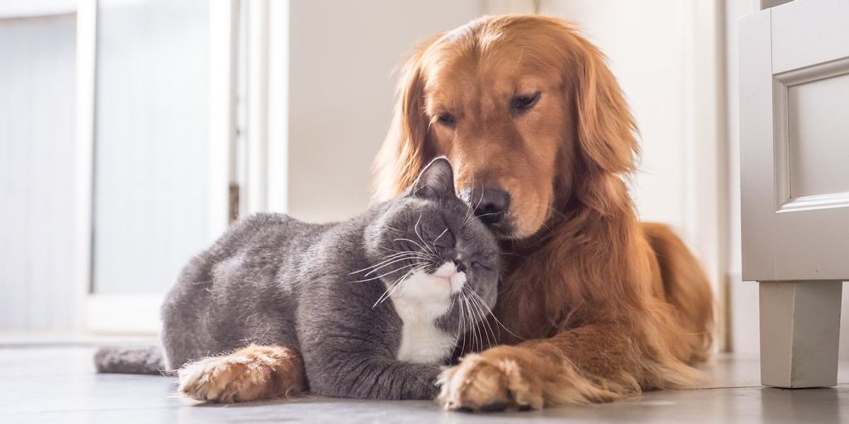 Macska és Golden Retriever összebújva