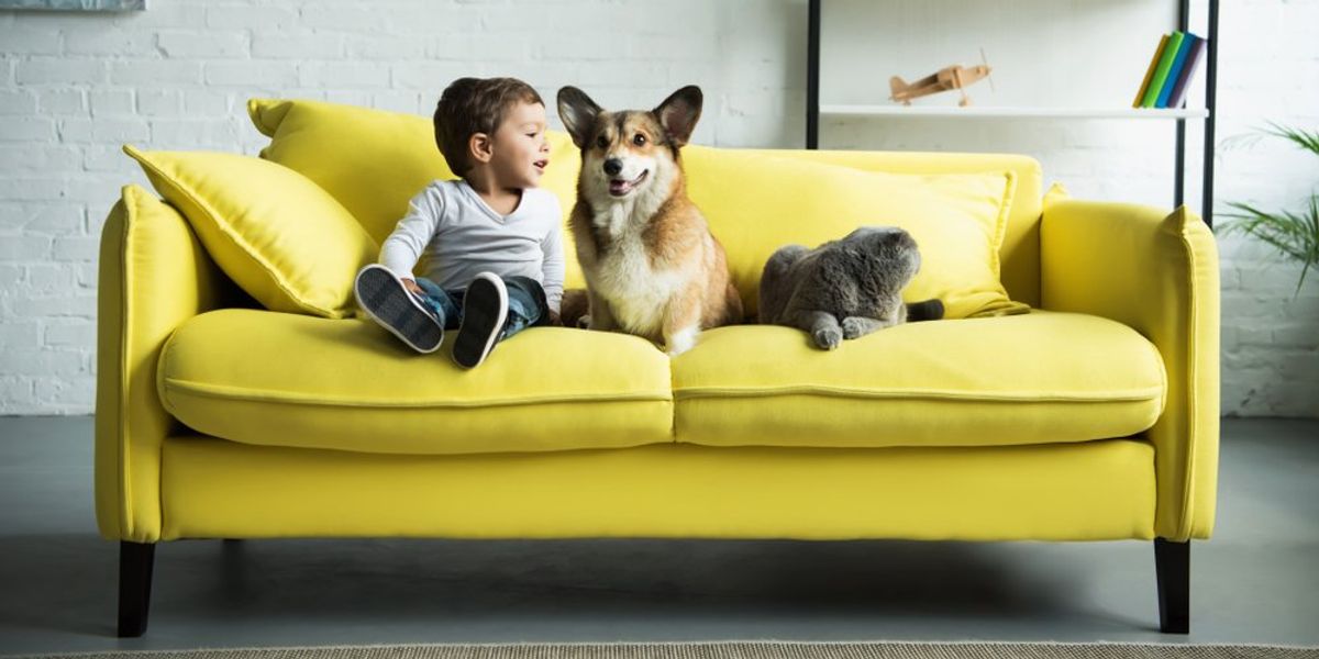 Kanapán ülő kisfiú kutyával és macskával