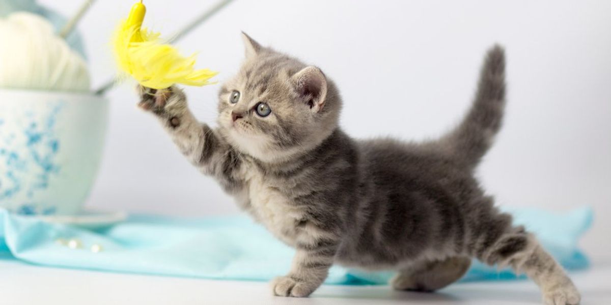 egy szürke kiscica egy sárga tollas játékért nyúl a mancsával