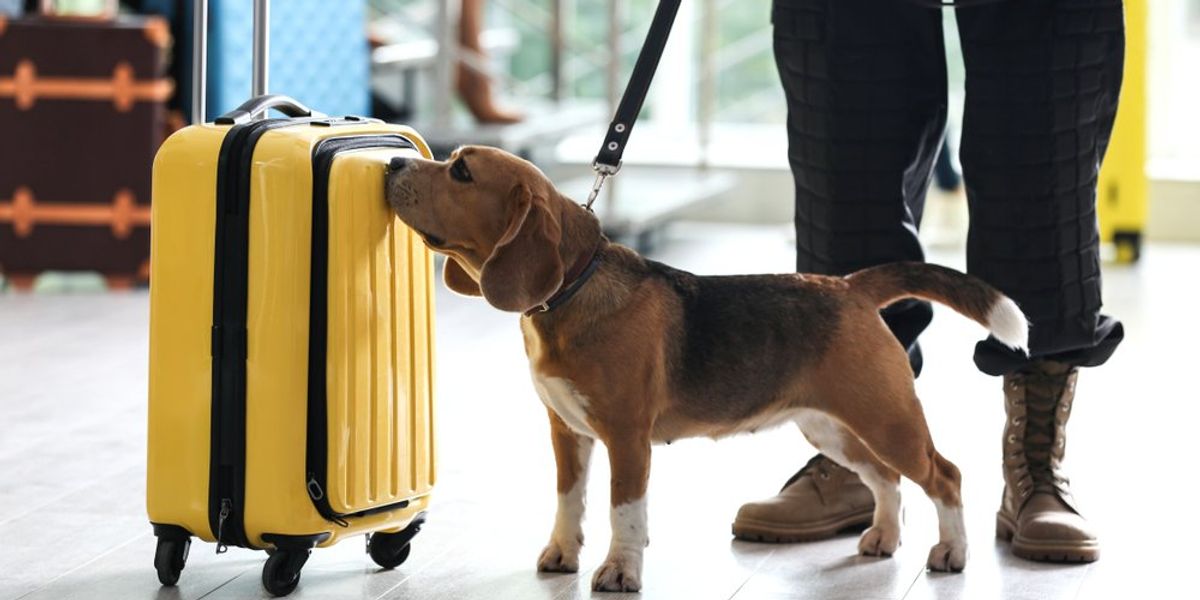 Bőröndöt szagolgató kutya