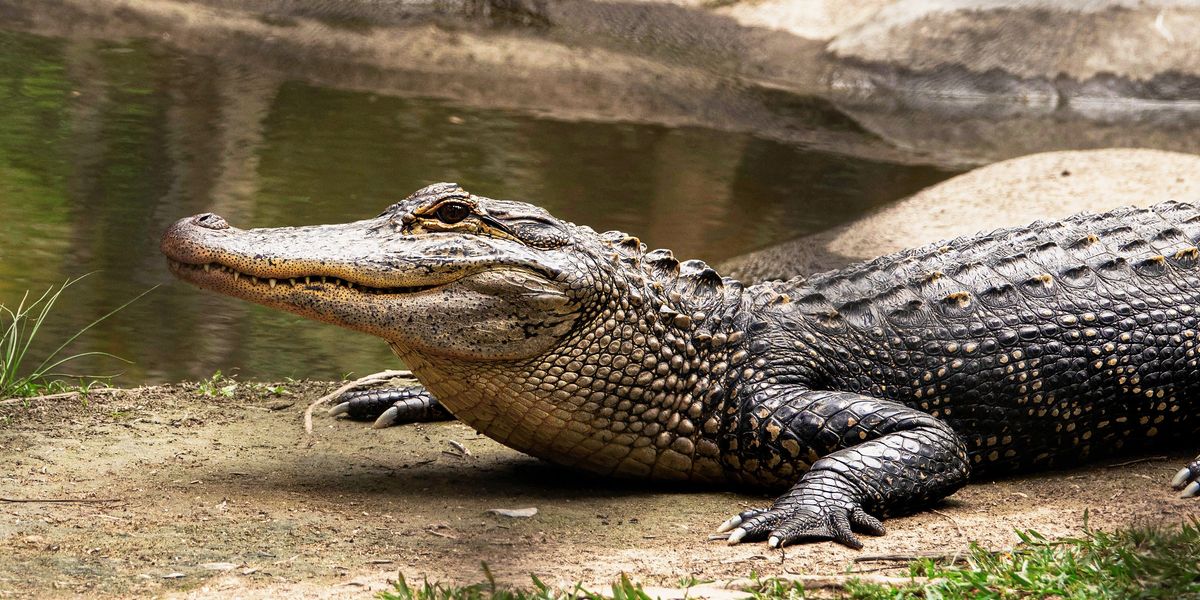 Tudományos áttörés: szűznemzéssel szaporodott egy krokodil