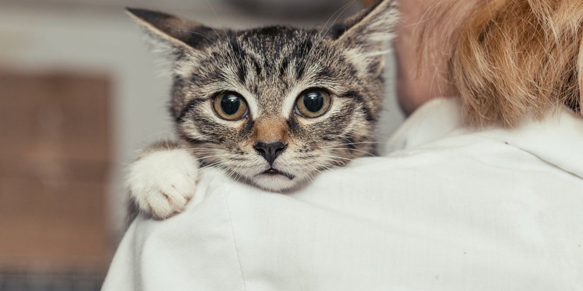 Egy rémült csíkos cica egy nő vállába kapaszkodik