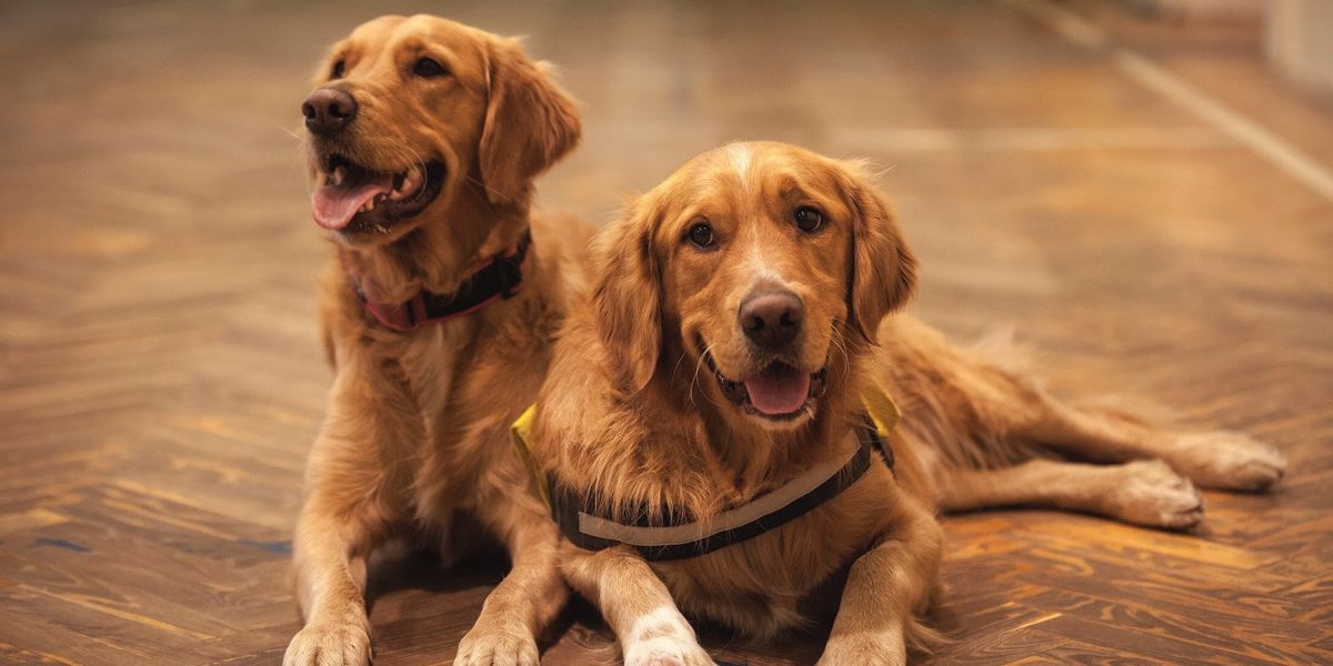golden retriver