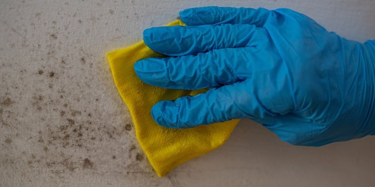 Kék gumikesztyűs kéz penészgombát tisztít a falról