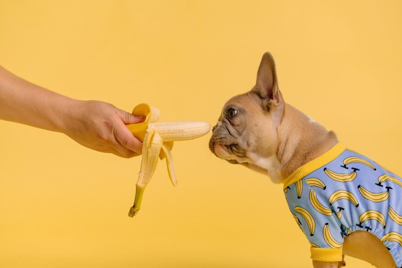 Banánt szagló kutya, illusztráció
