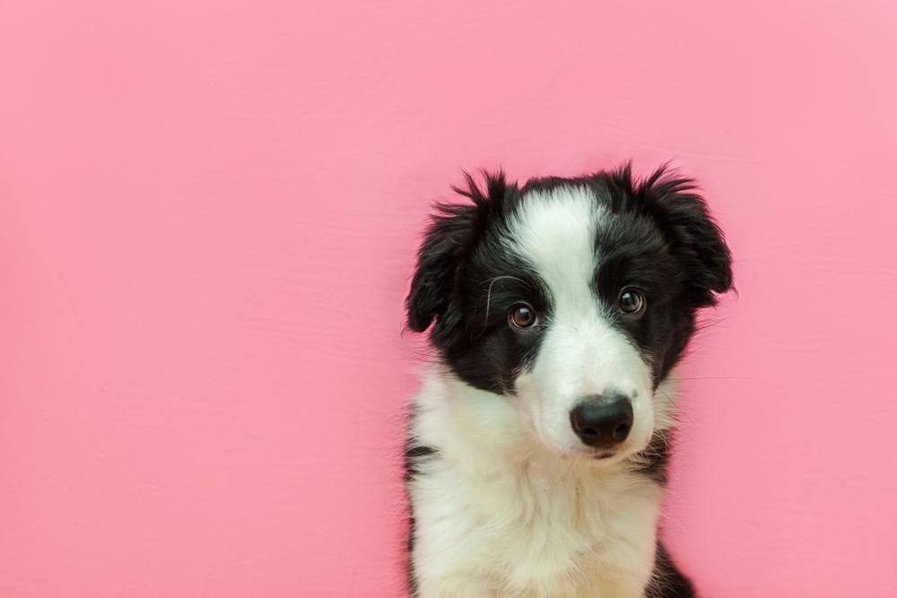 fekete, fehér kutya rózsaszín háttér előtt