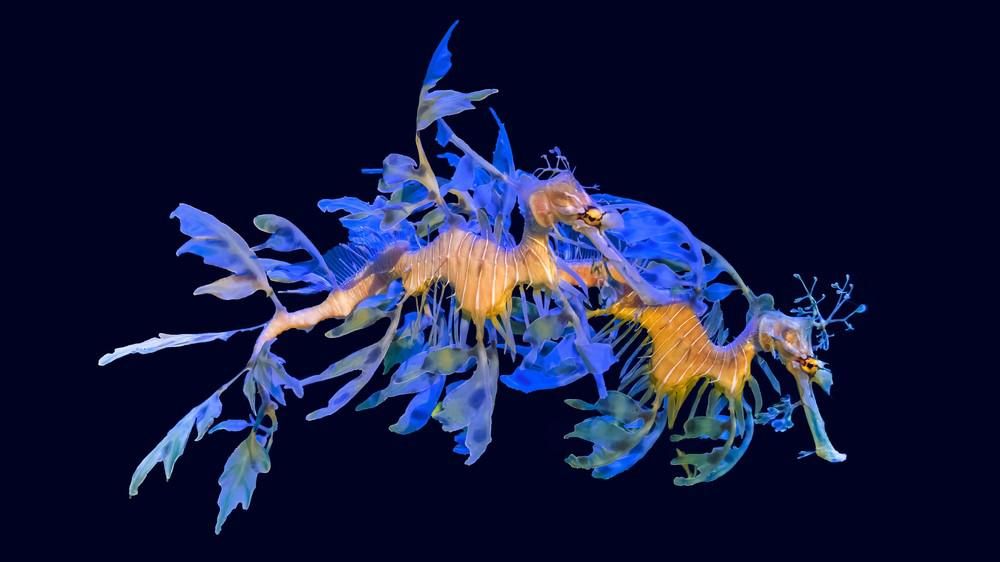Egy leveles tengeri sárkány