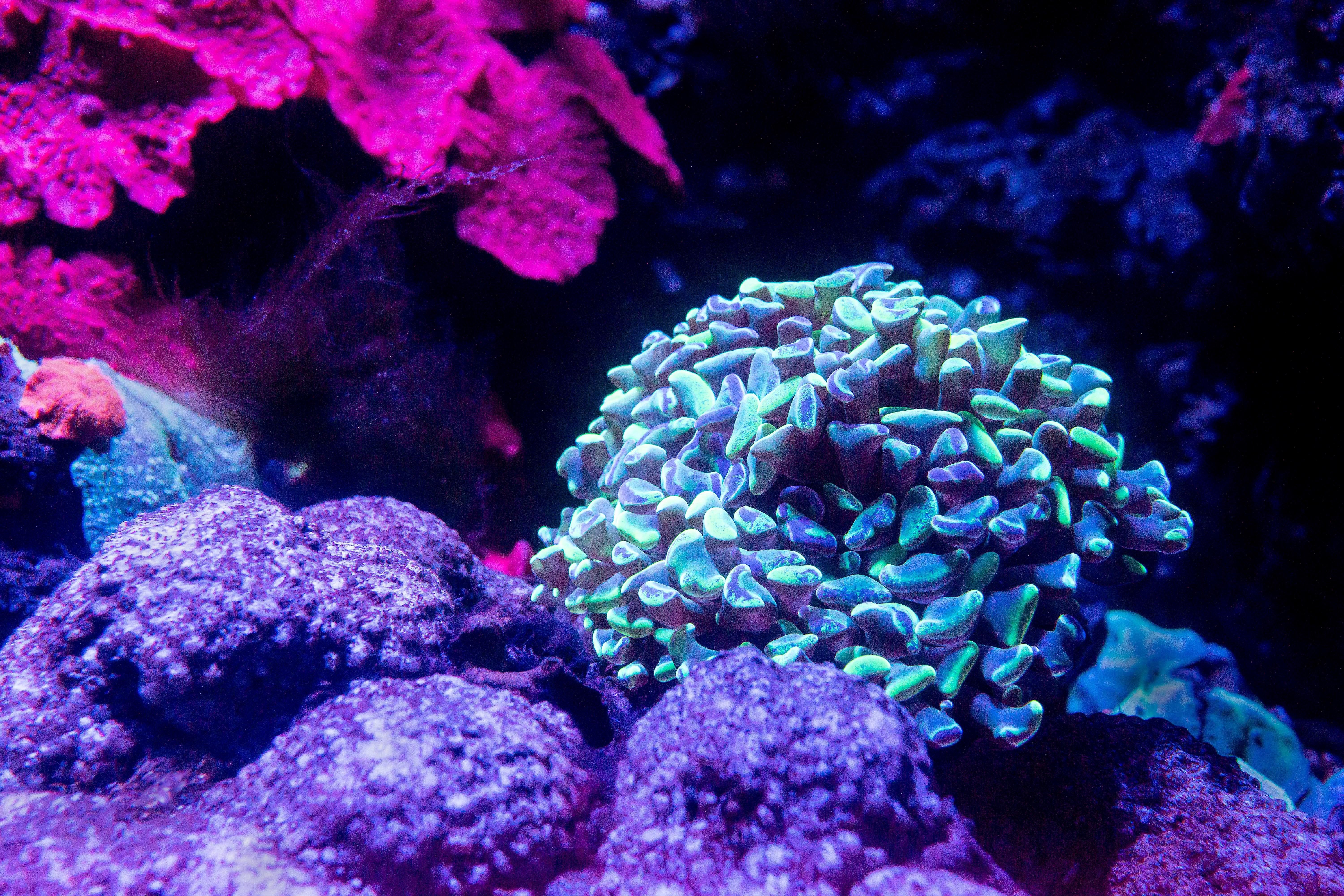 Korall