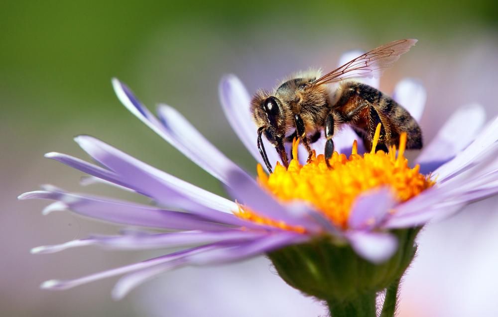 Virágra rászállt háziméh