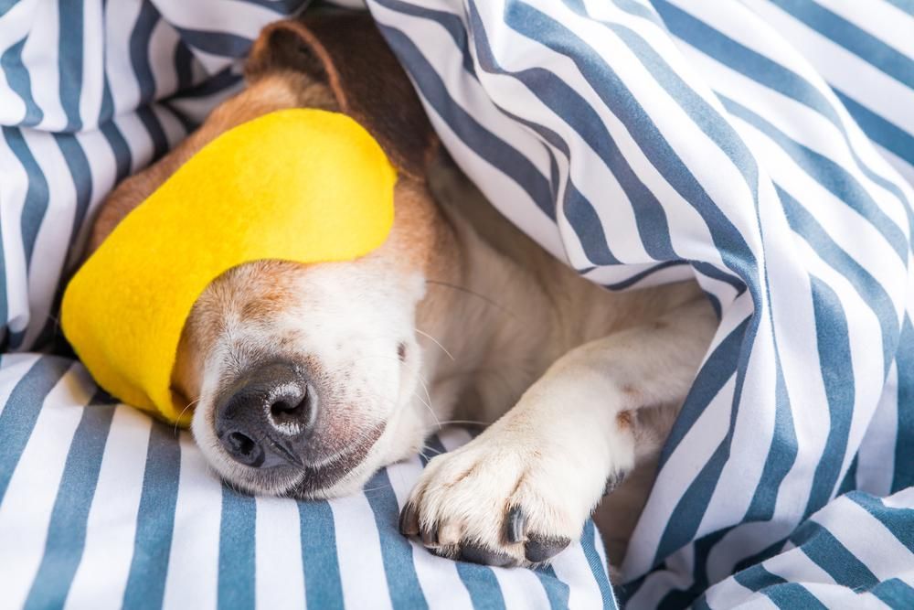 Szundikáló kutya, sárga alvó maszkkal a szemén