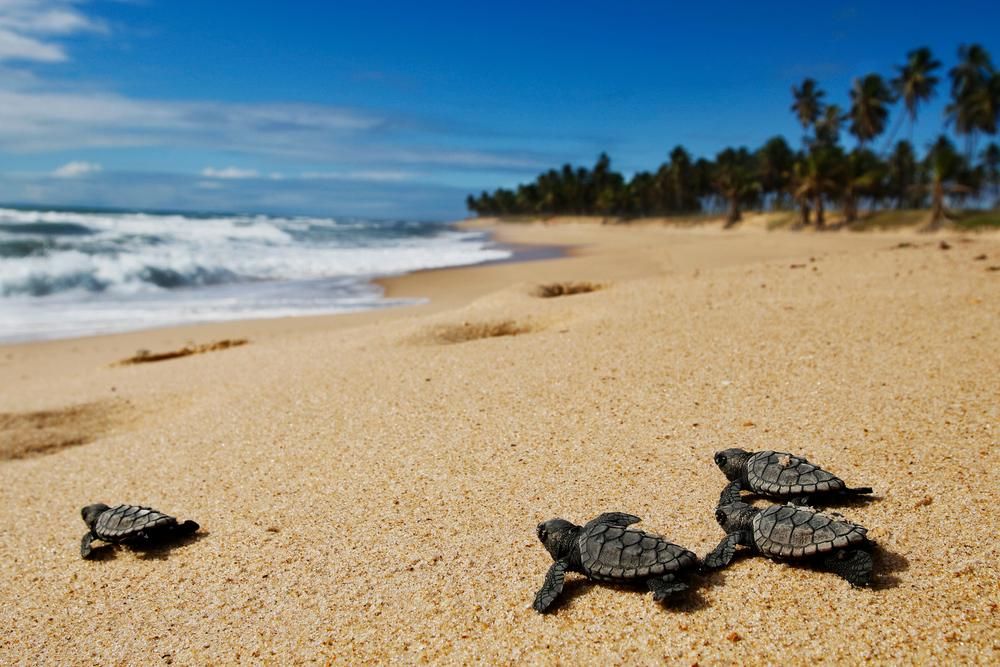 Bébi tengeri teknősök a homokos parton