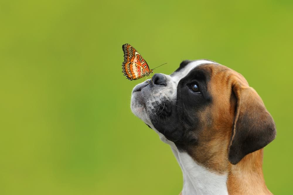 Egy pillangó egy fiatal boxer kutya orrán