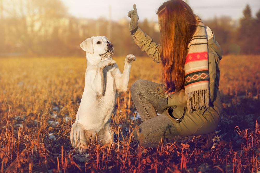 Fehér labrador retriever kutyét képező nő a szabadban