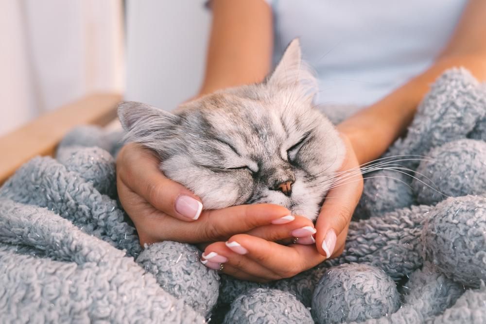 Aranyos macska alszik puha takaróban, gazdája karjaiban