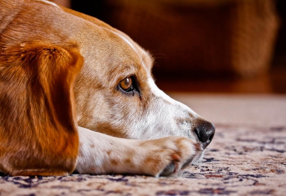 Szőnyegen fekvő Beagle