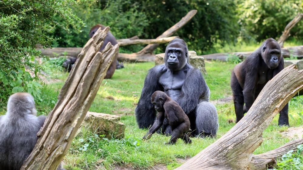 Gorillák egy állatkertben