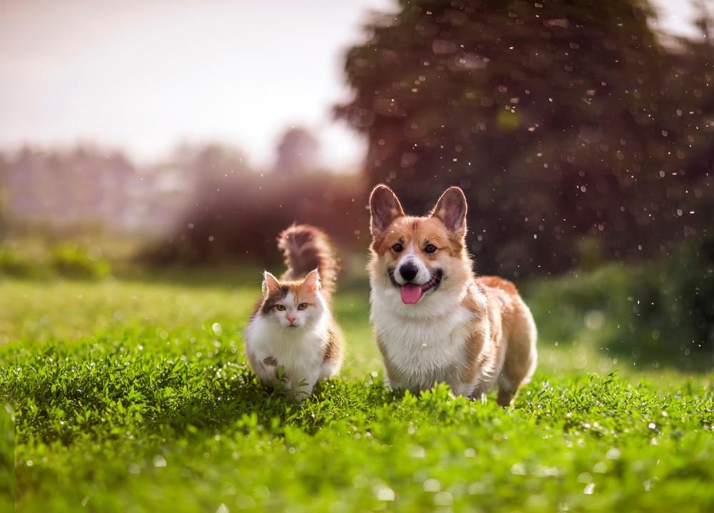 Macska és kutya füves mezőn sétál