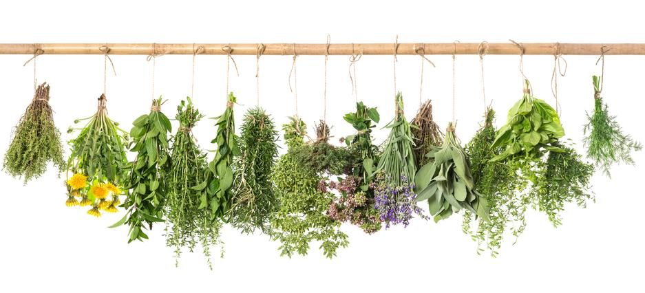 Friss fűszernövények lógnak fehér háttér előtt: Bazsalikom, rozmaring, zsálya, kakukkfű, menta, oregánó, kapor, majoránna, levendula, pitypang.