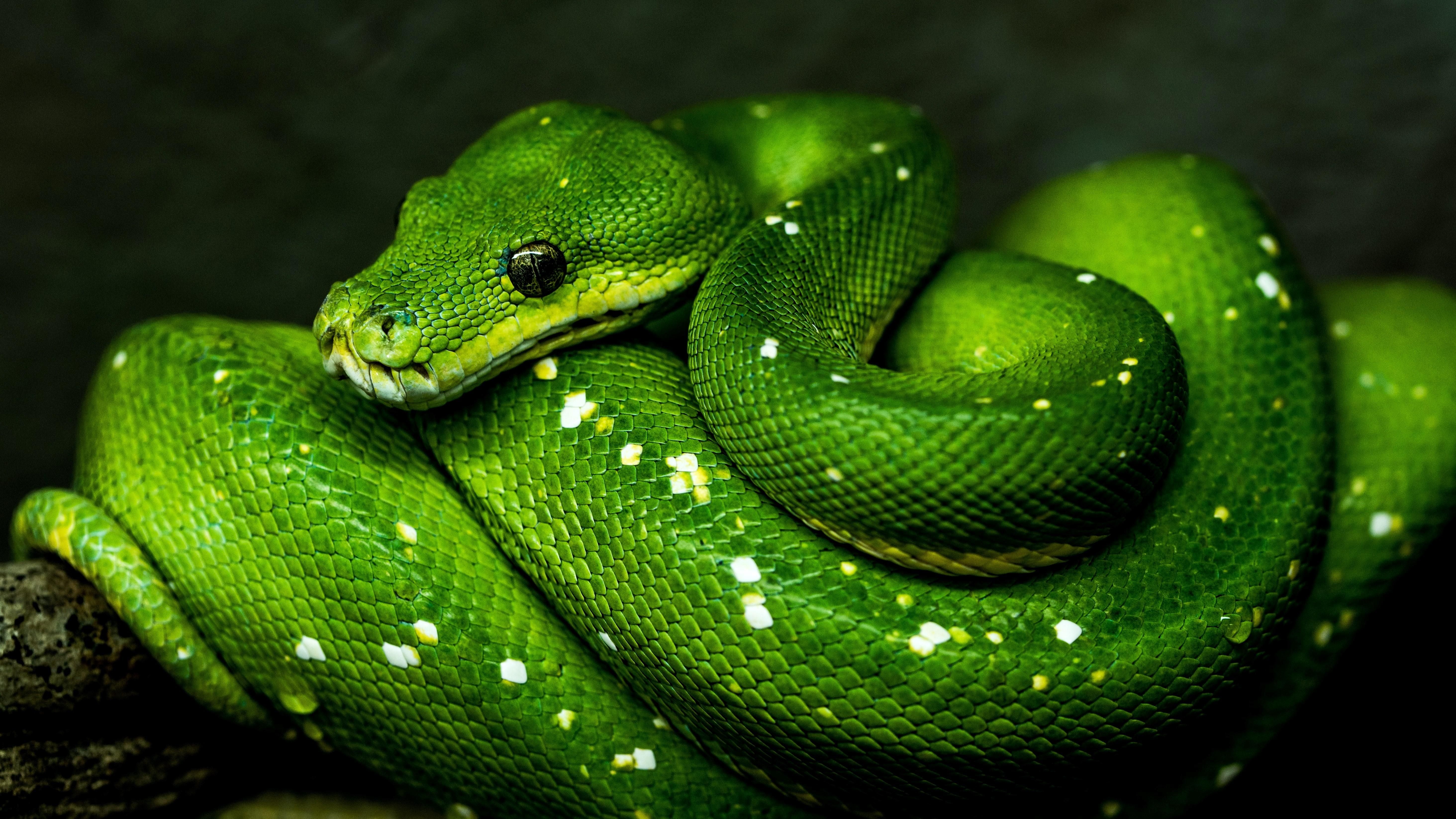 Egy zöld kígyó