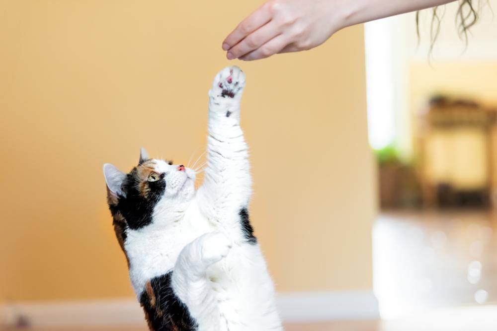 Ételt nyújtó gazdi kezéhez ágaskodó macska