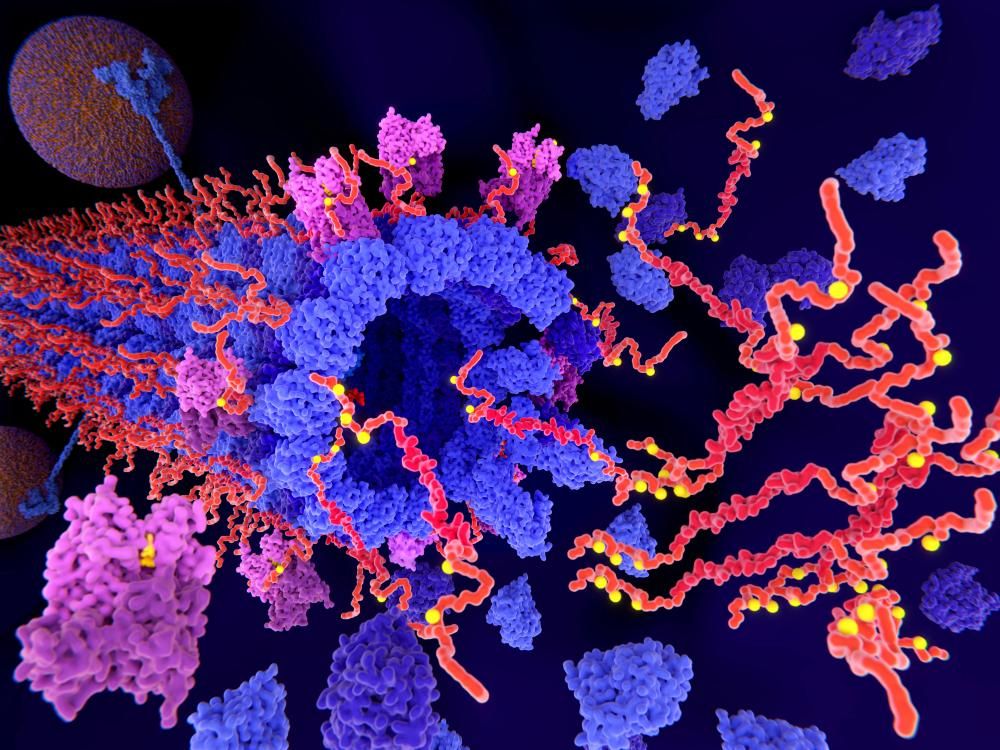 Alzheimer: A Tau-fehérjék (piros-narancs) kinázok (lila) általi kóros foszforilációja (sárga) az axonban lévő mikrotubulusok széteséséhez és a tau-fehérjék aggregációjához vezet