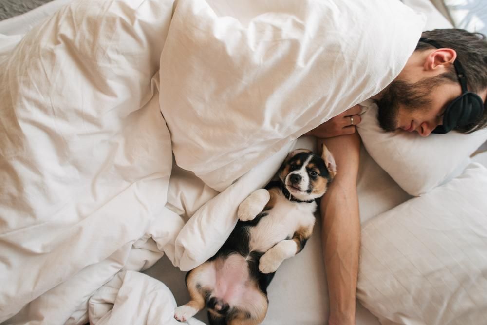 Kutyájával az ágyban együttalvó férfi
