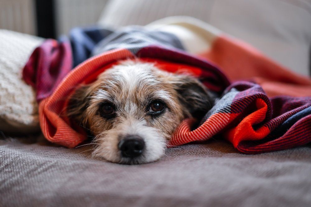 Egy kis Jack Russel kutya fekszik takaróba burkolózva