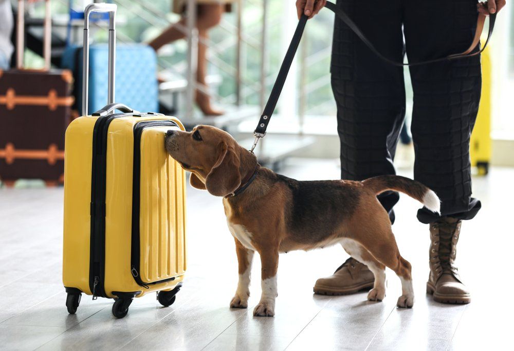 Bőröndöt szagolgató kutya