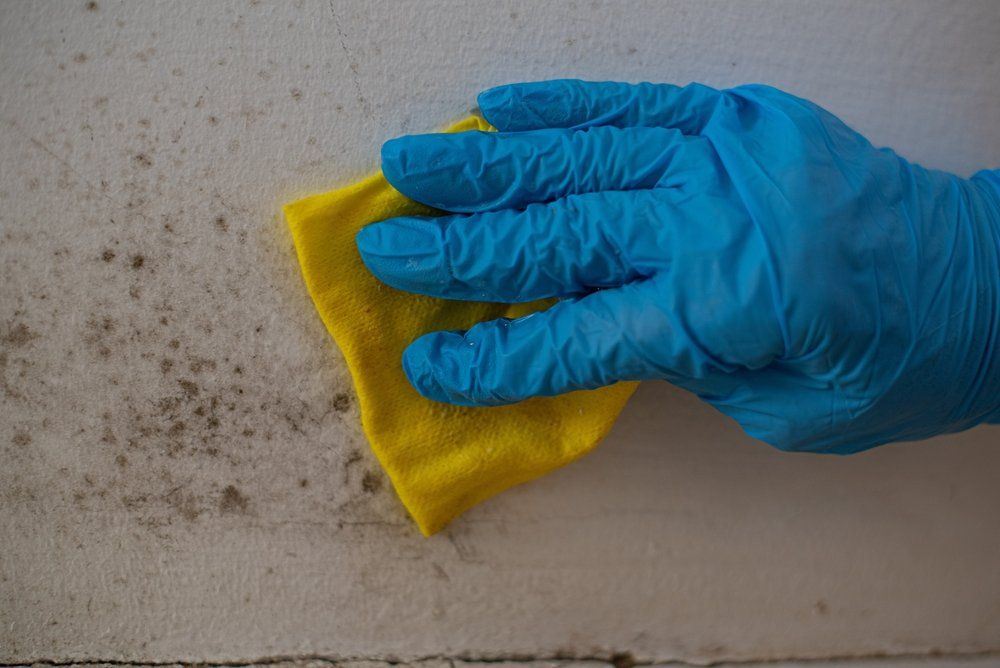 Kék gumikesztyűs kéz penészgombát tisztít a falról