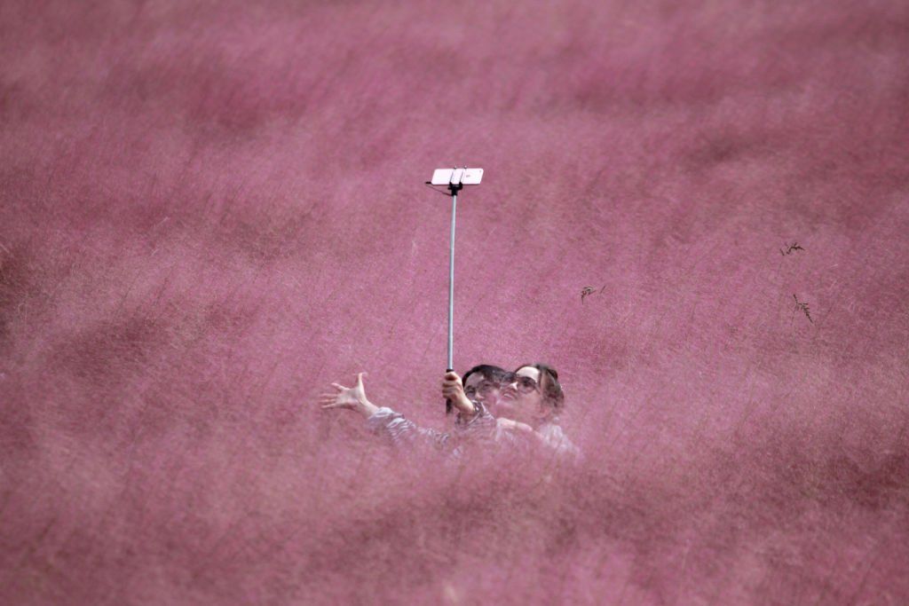 Turisták szelfiznek a virágzó rózsaszín fűben a kínai Csiangszu tartománybeli Jangcsouban