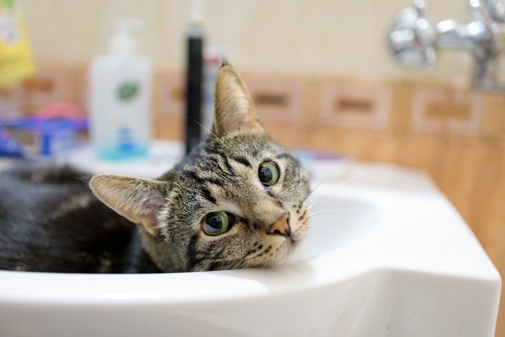 egy macska figyel a mosdókagylóból
