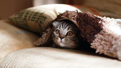 Egy macska a takaró alatt fekszik