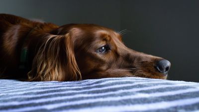 Egy szomorúan fekvő kutya