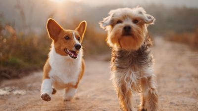 Két kutya együtt fut