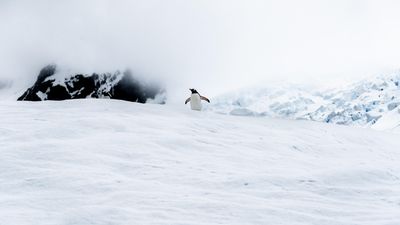 Egy pingvin az Antarktisz egyik jéghegyén