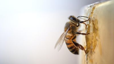 Egy méhecske a falon