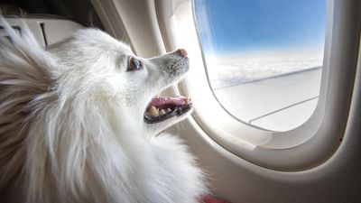kutya a repülőn 