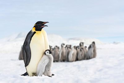 Pingvinek állnak egymás mellett a hóban