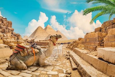 Egyiptomi piramisok és egy teve