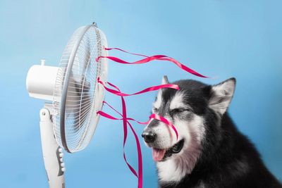 Kutya ül a ventilátor előtt kék háttér